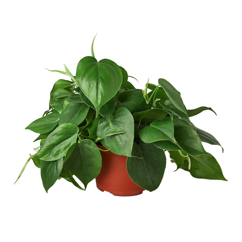 Philodendron Cordatum Heartleaf