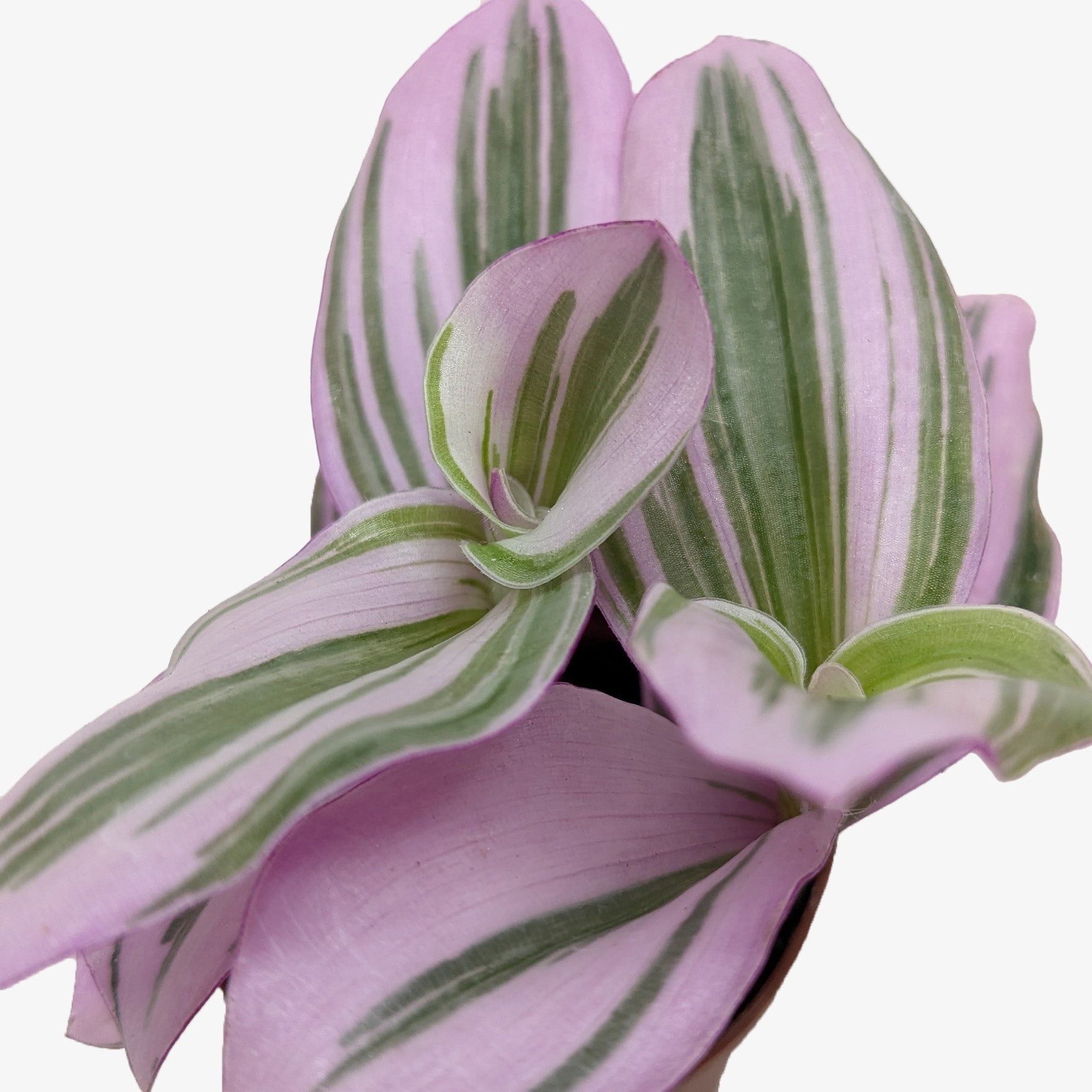Tradescantia 'Nanouk'