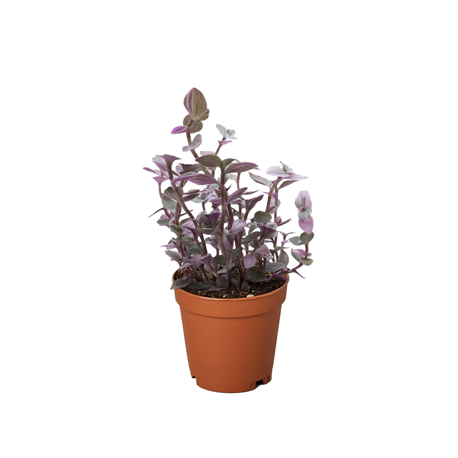 Tradescantia Callisia 'Pink Panther'