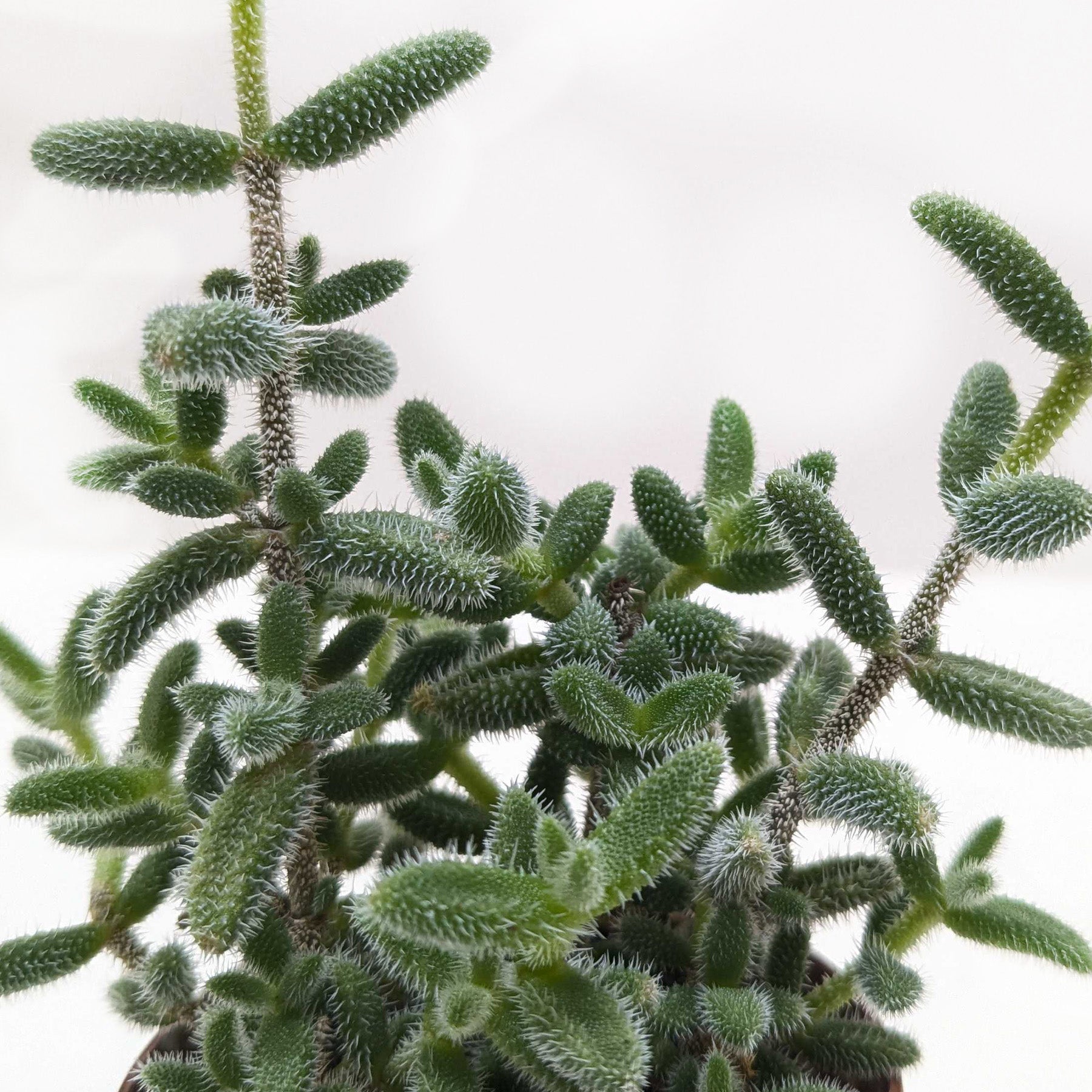 Delosperma echinatum 'Pickle Plant'
