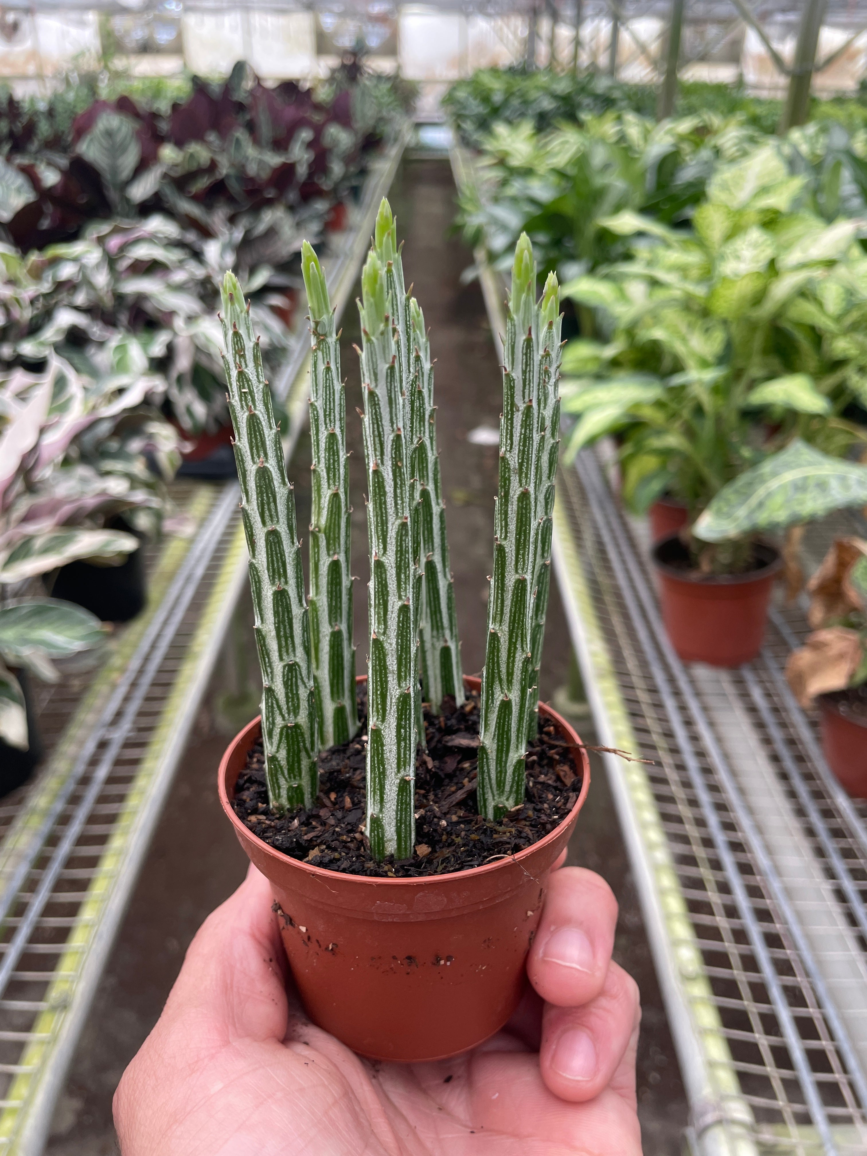 Senecio Stapeliiformis Pickle Plant