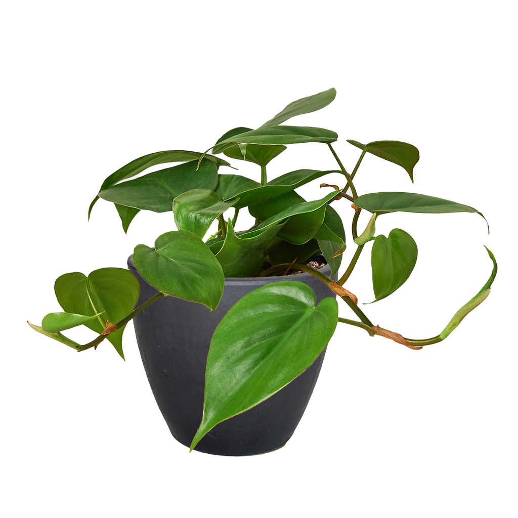 Philodendron Cordatum Heartleaf