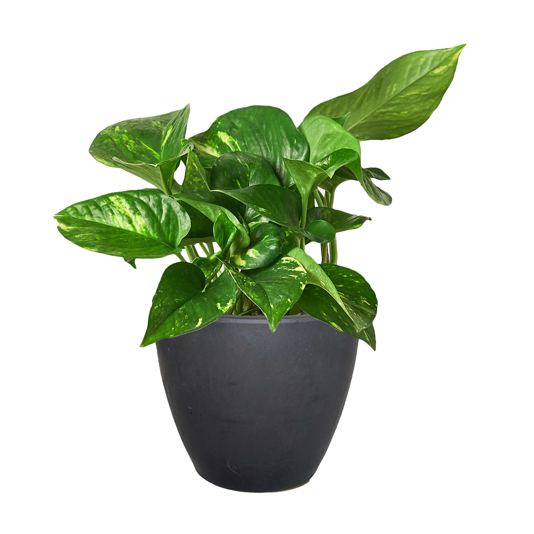 Pothos 'Golden'