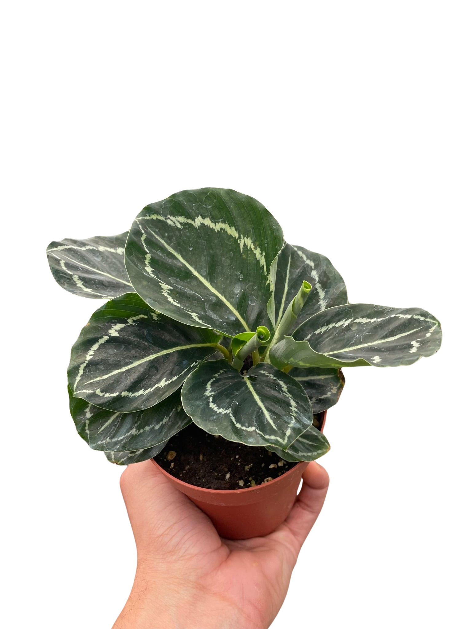 Calathea 'Green Goddess'