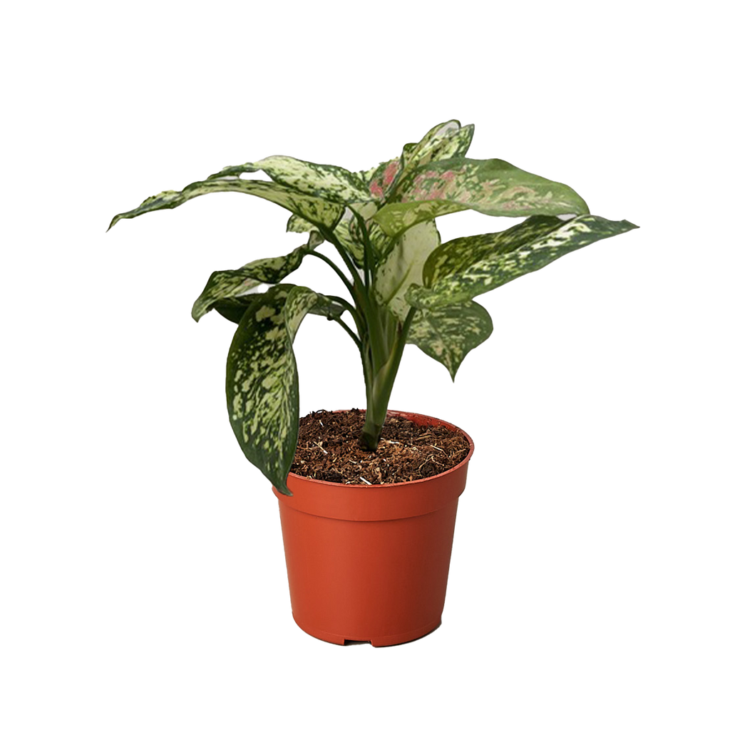 Chinese Evergreen 'Wishes'