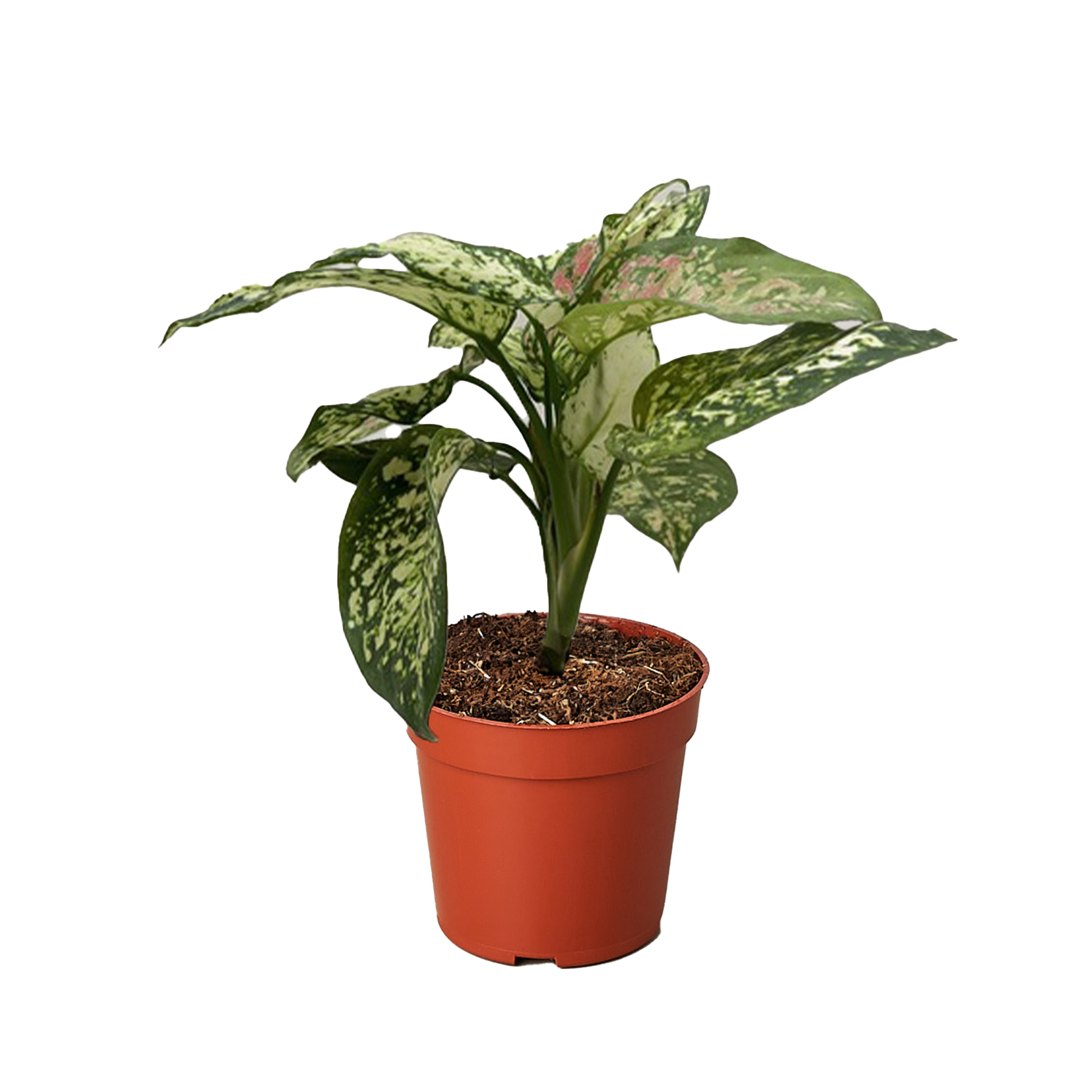 Chinese Evergreen 'Wishes'