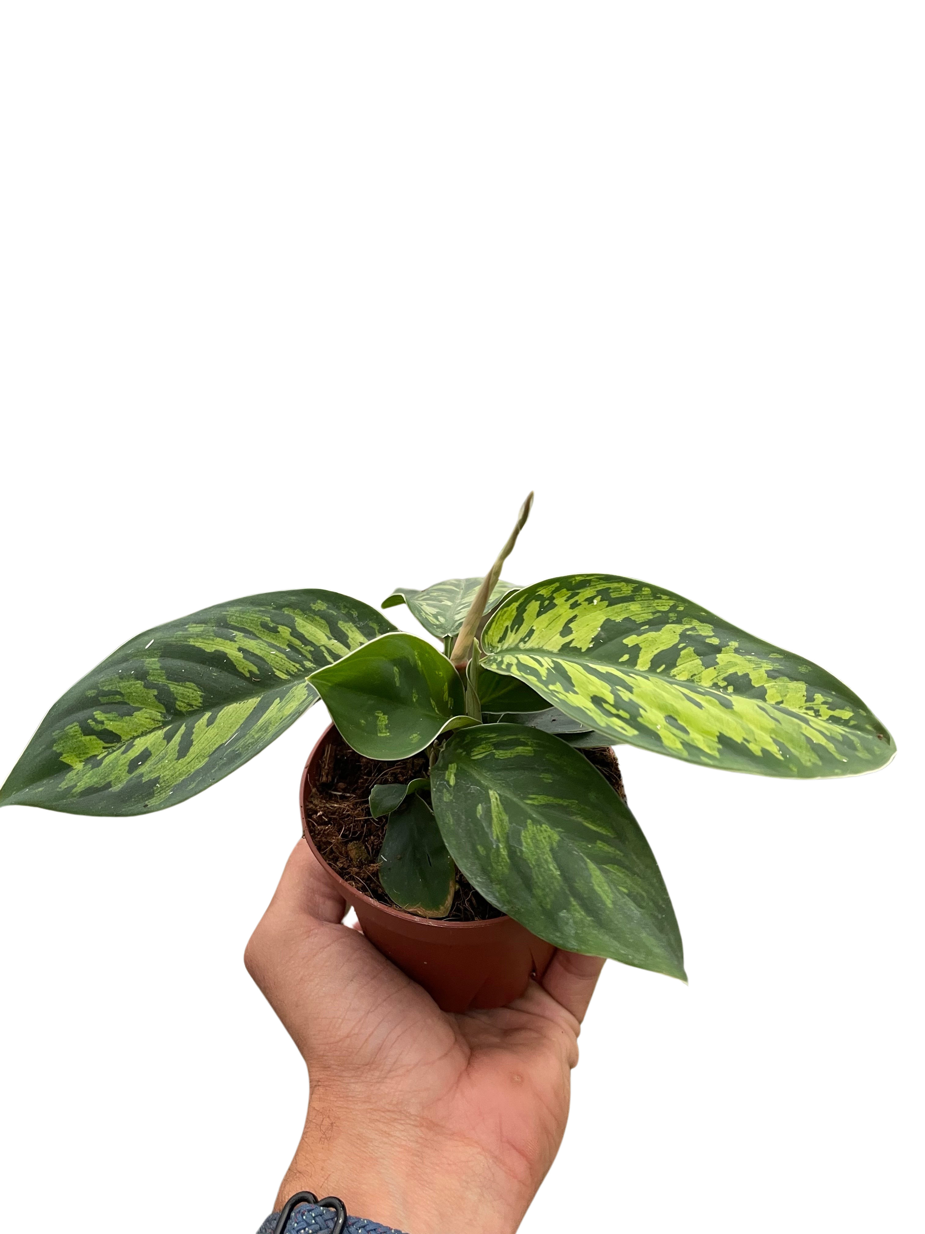 Homalomena 'Camouflage'