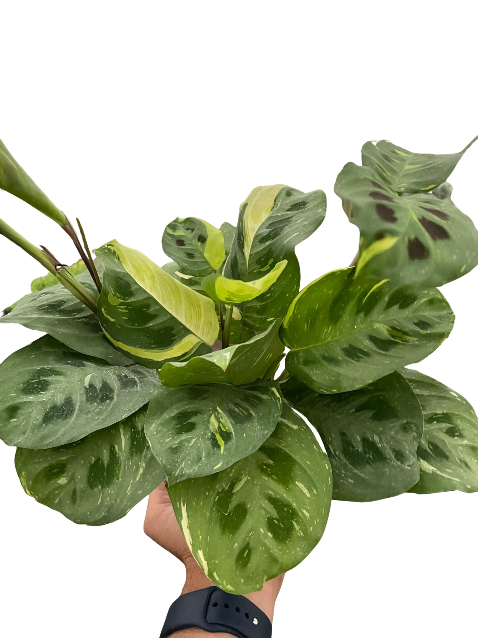 Maranta Variegated 'Beauty Kim'
