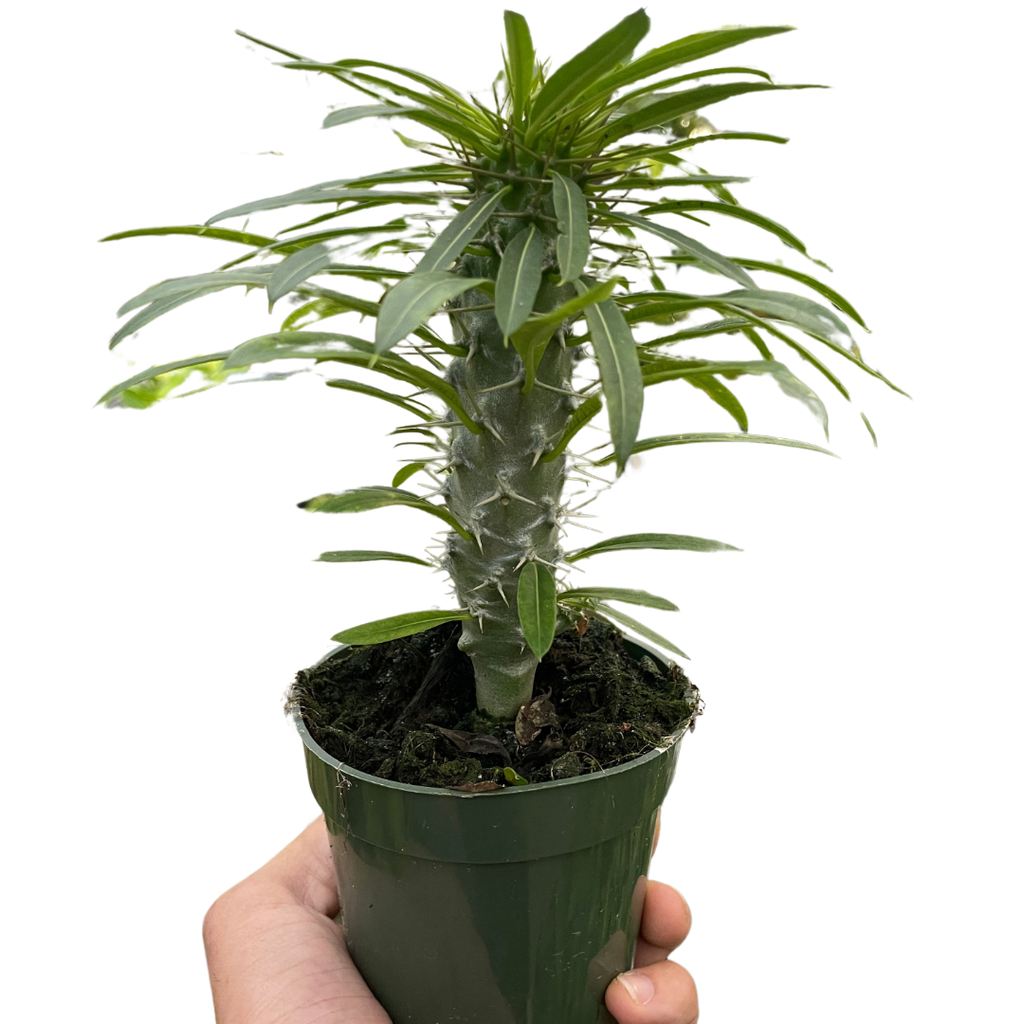 Pachypodium 'lamerei' (Madagascar Palm)