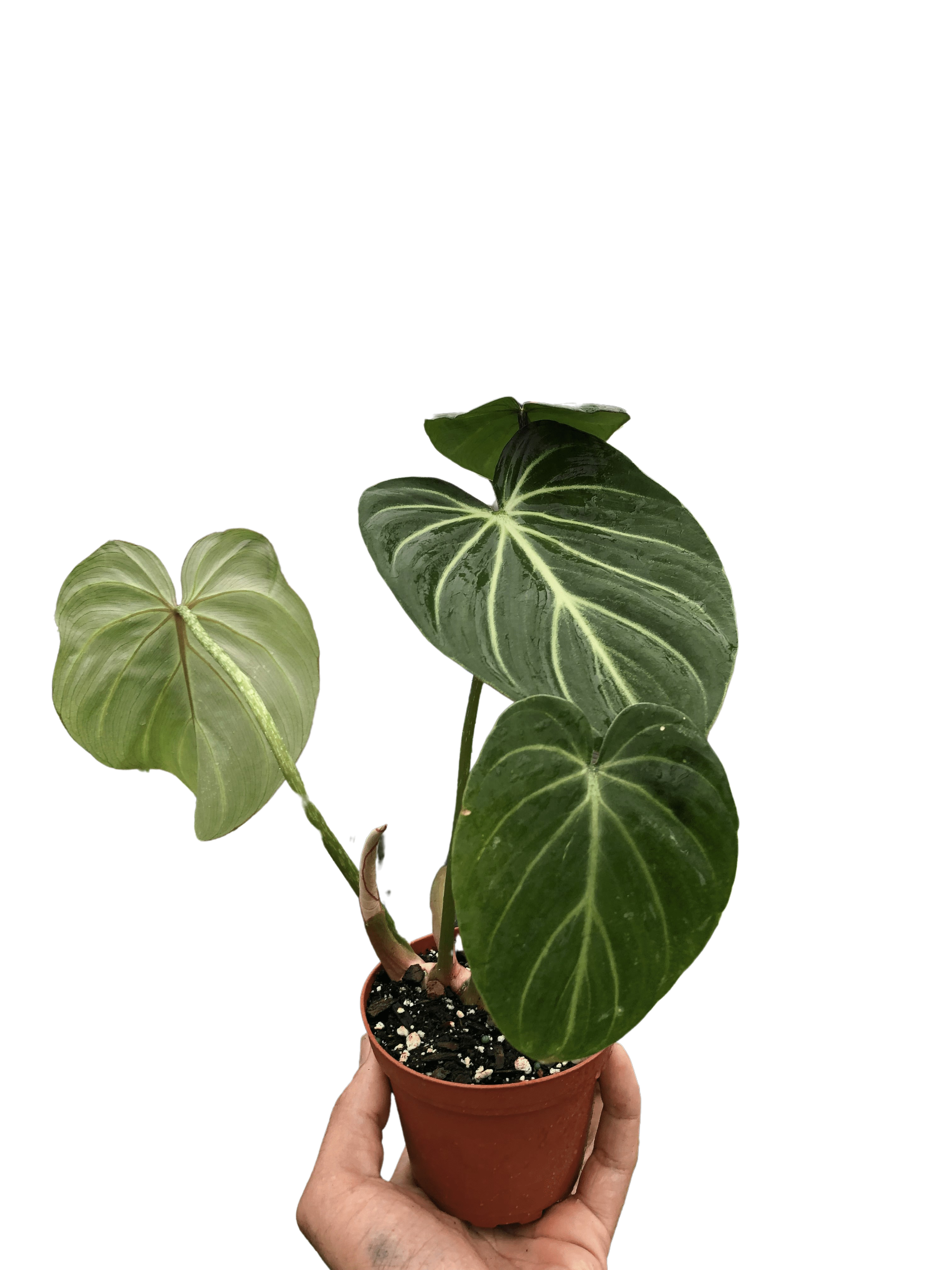 Philodendron Gloriosum