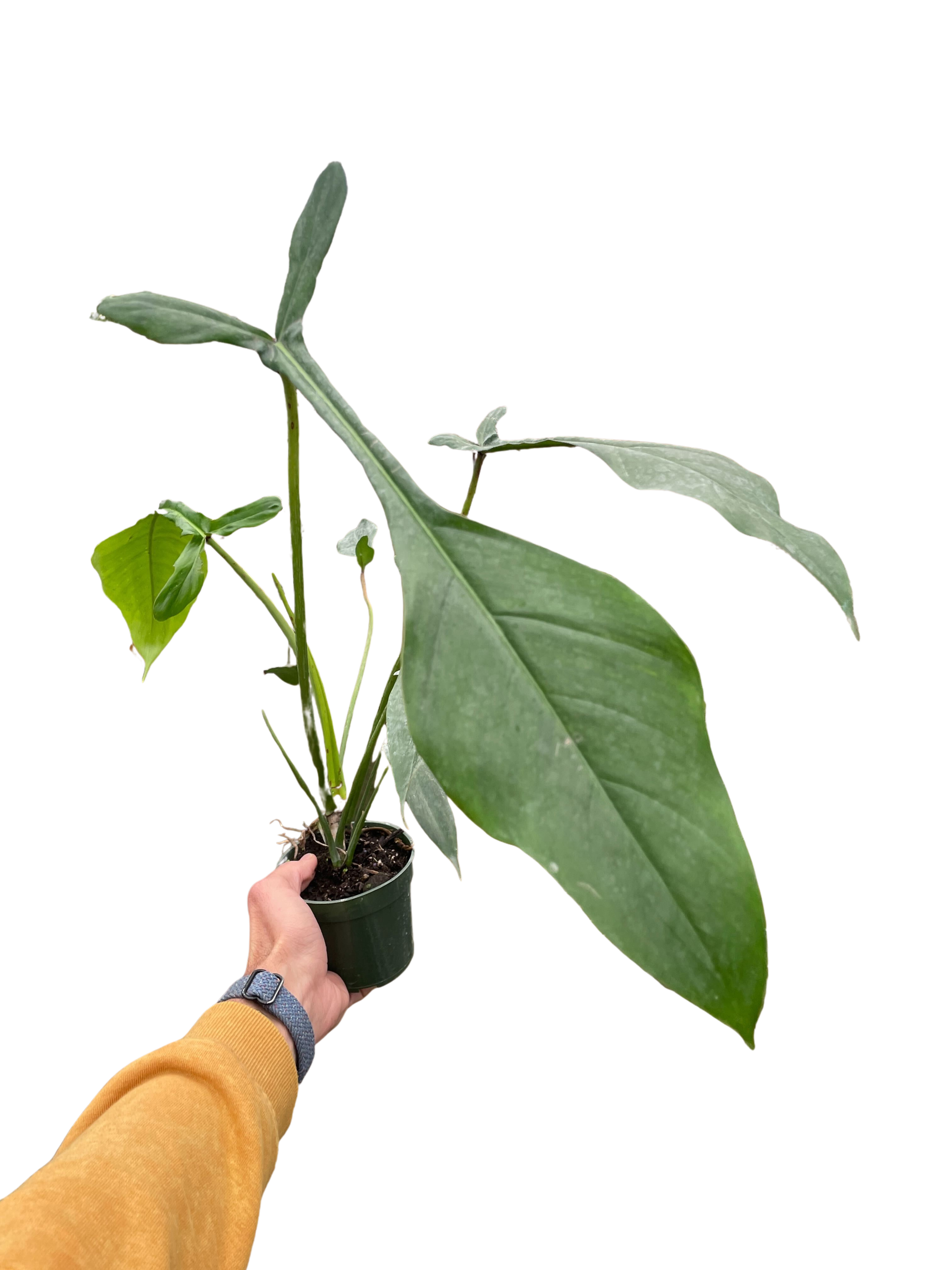 Philodendron 'Joepii'