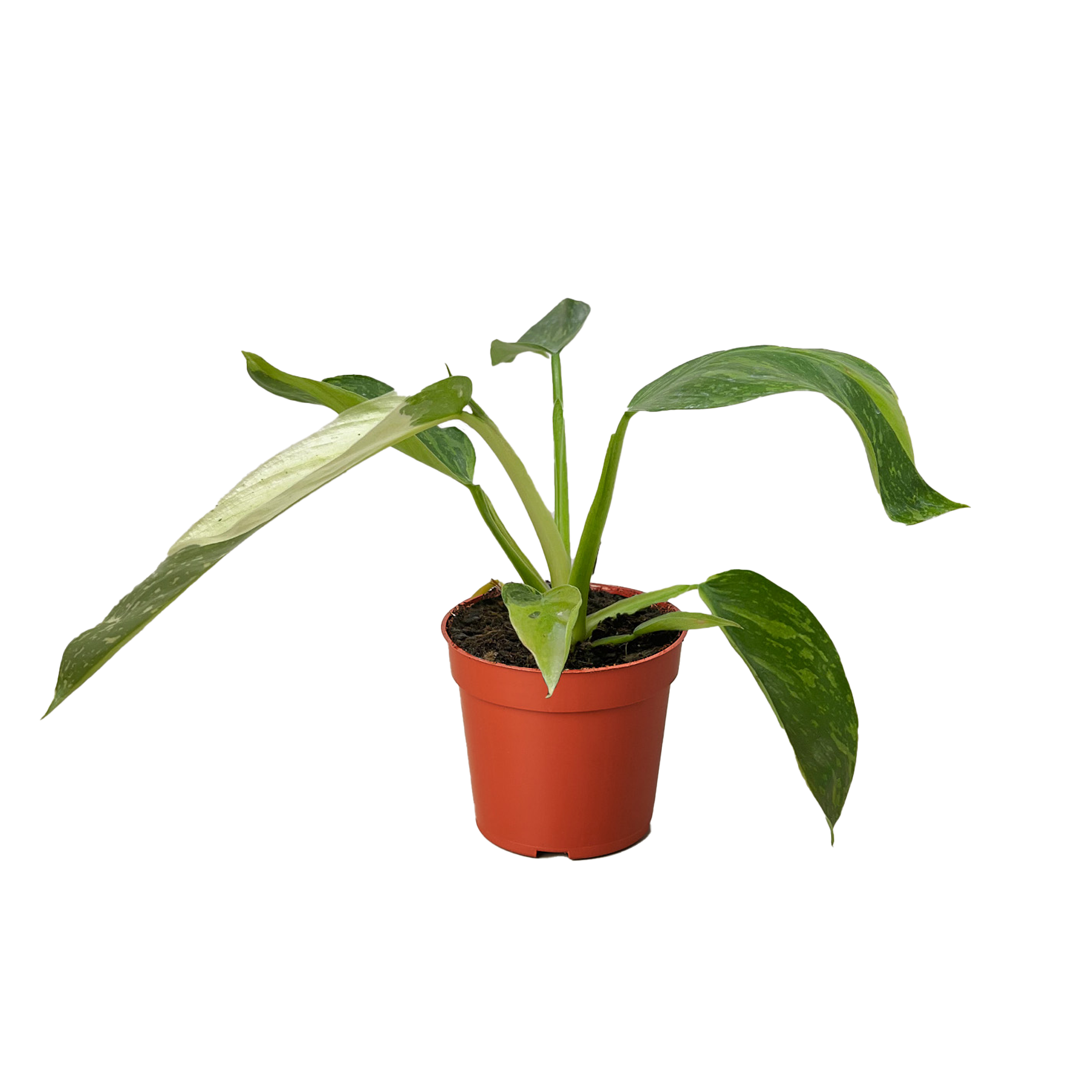 Philodendron Jose Bueno