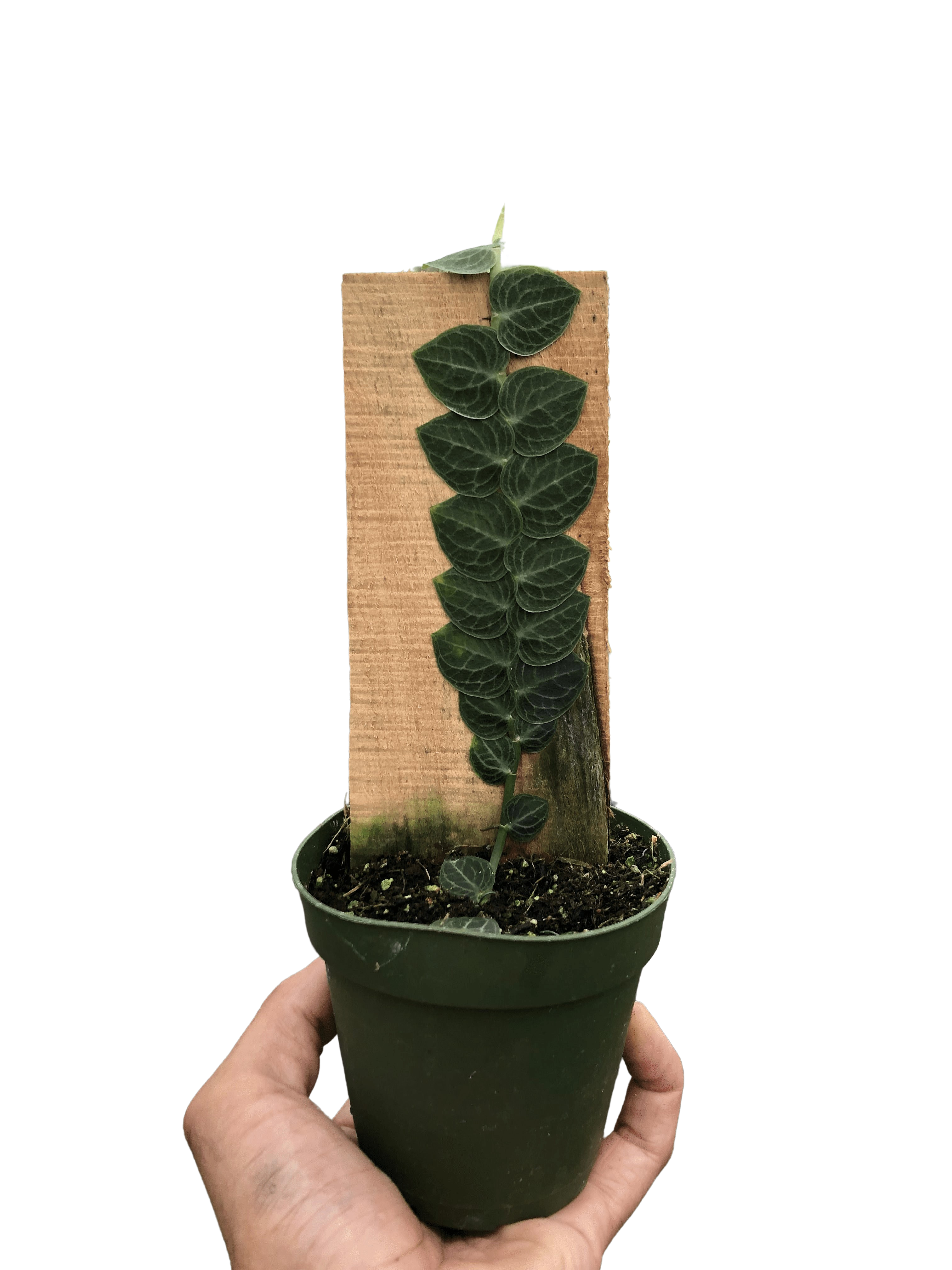 Rhaphidophora 'Cryptantha' (Shingle Plant)