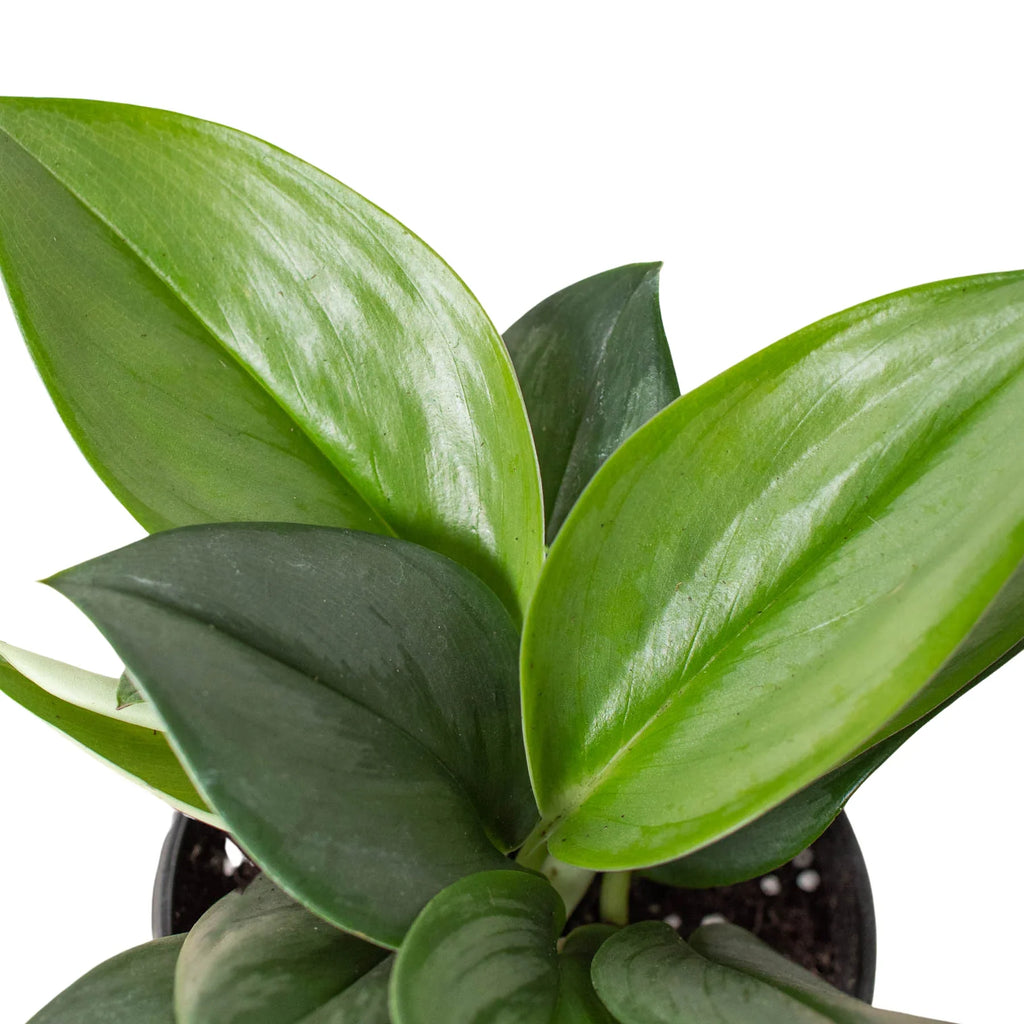 Scindapsus 'Moonlight'