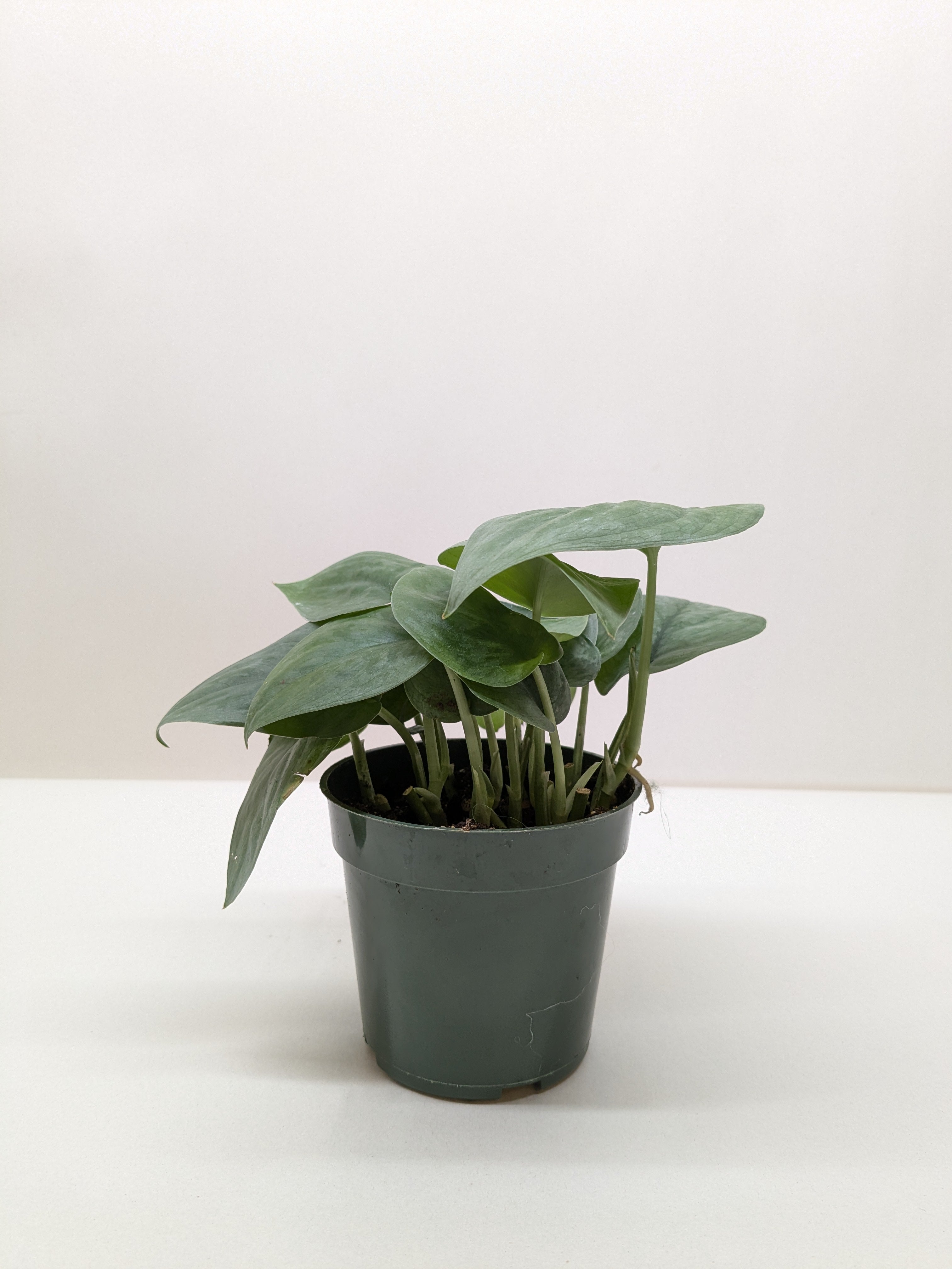 Scindapsus Platinum Java