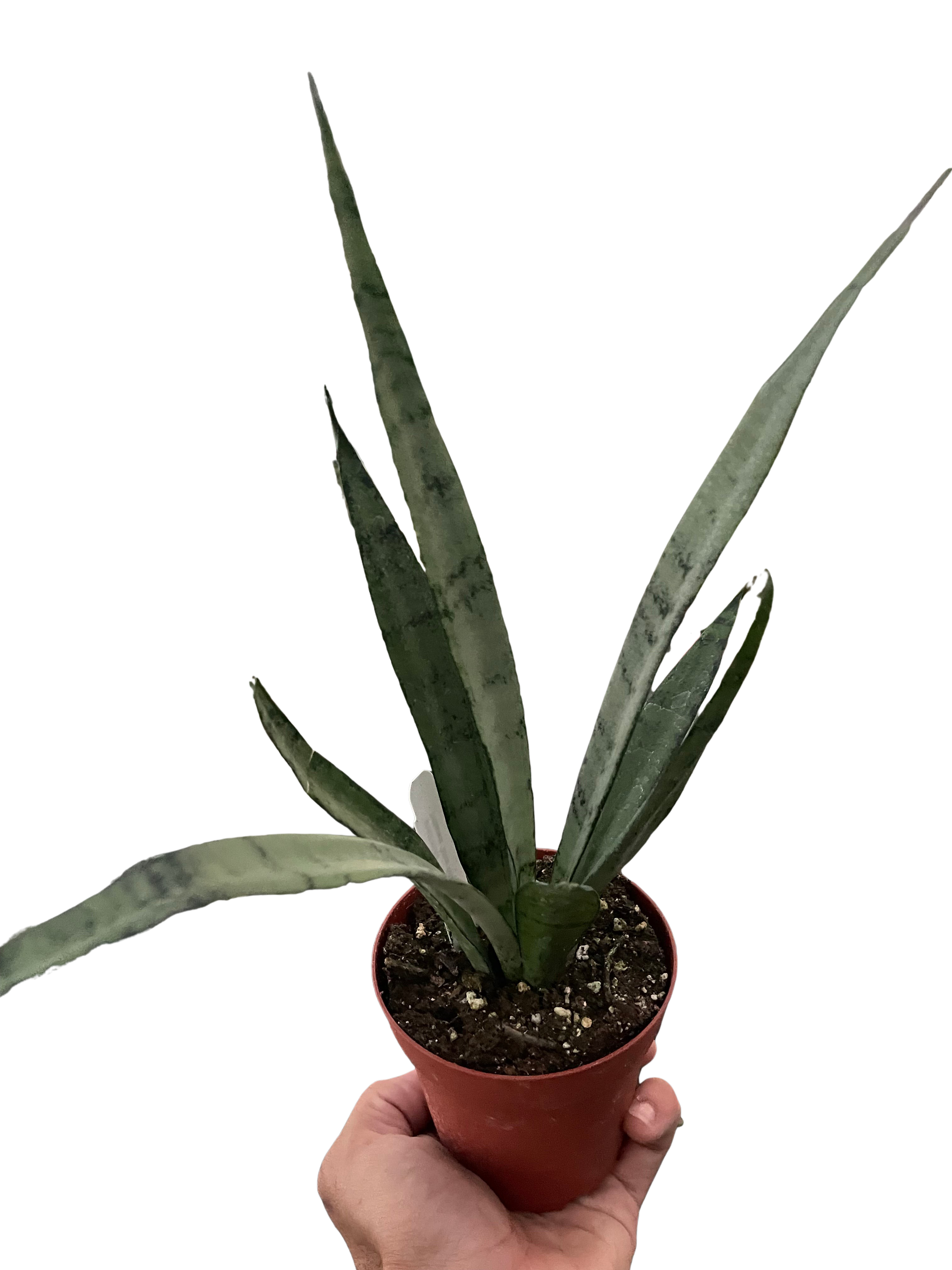 Snake 'Silver Princess'