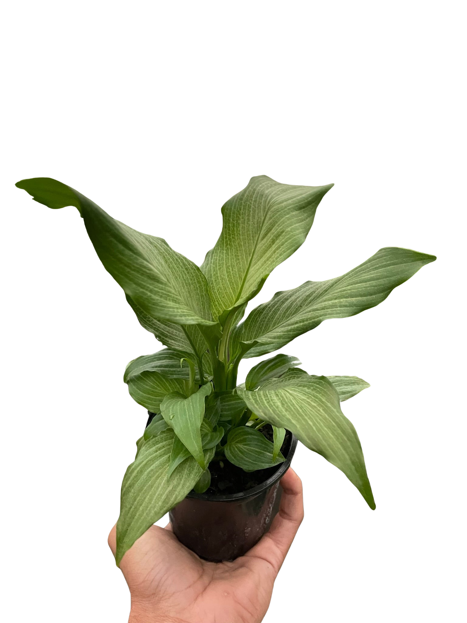 Spathiphyllum 'Platinum Mist'