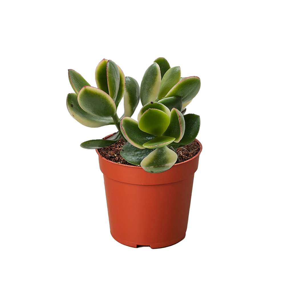 Succulent Crassula Jade Variegated