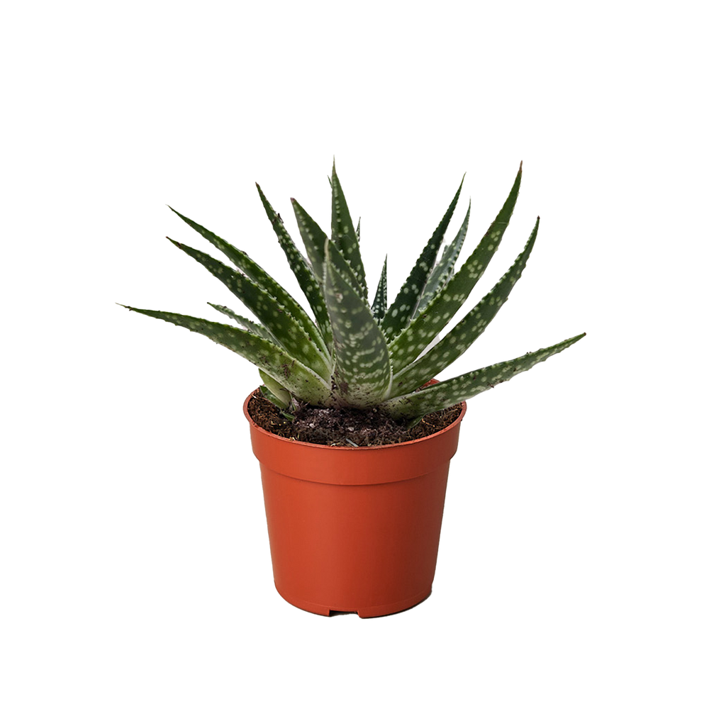 Succulent Gasteria Zimflora