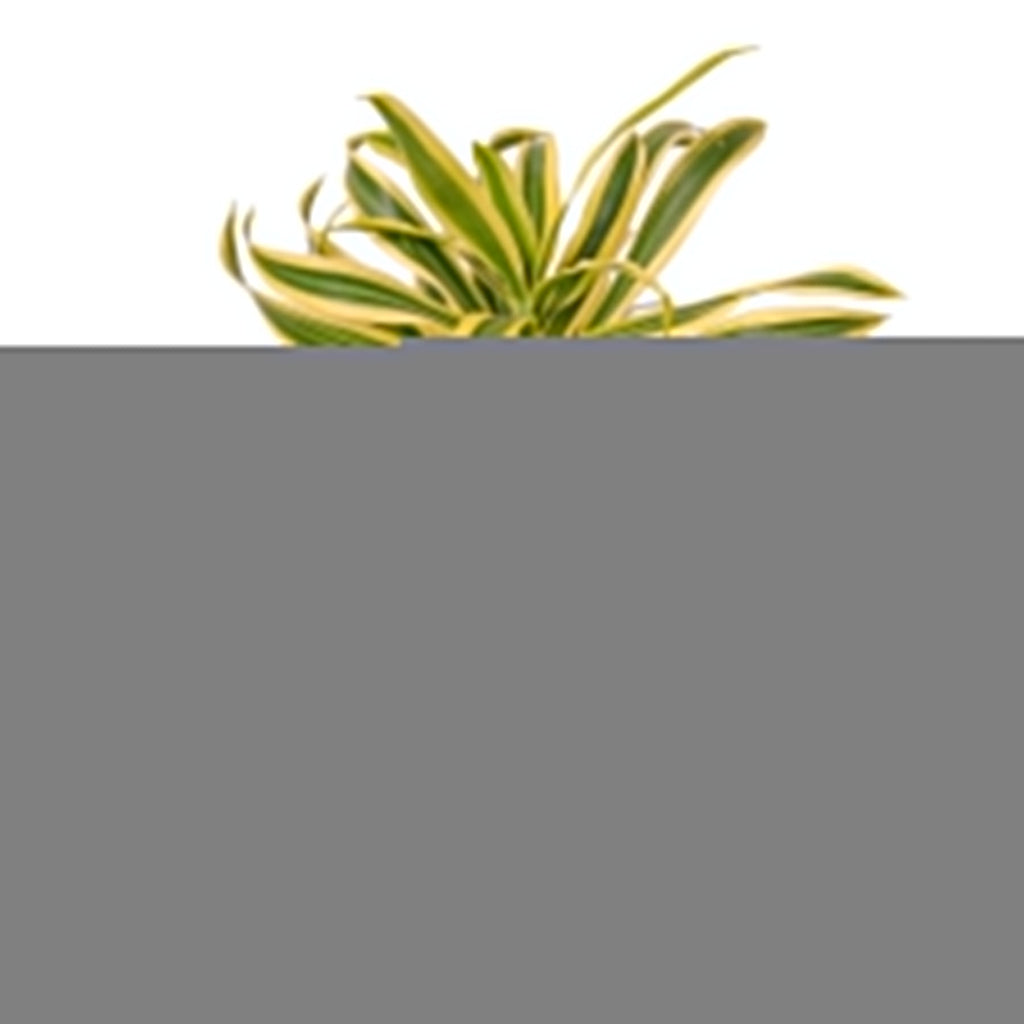 Dracaena 'Song of India'