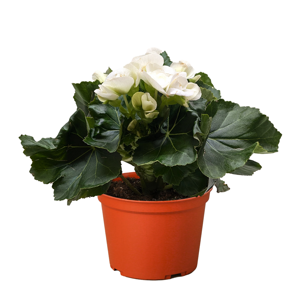 Begonia 'Reiger'