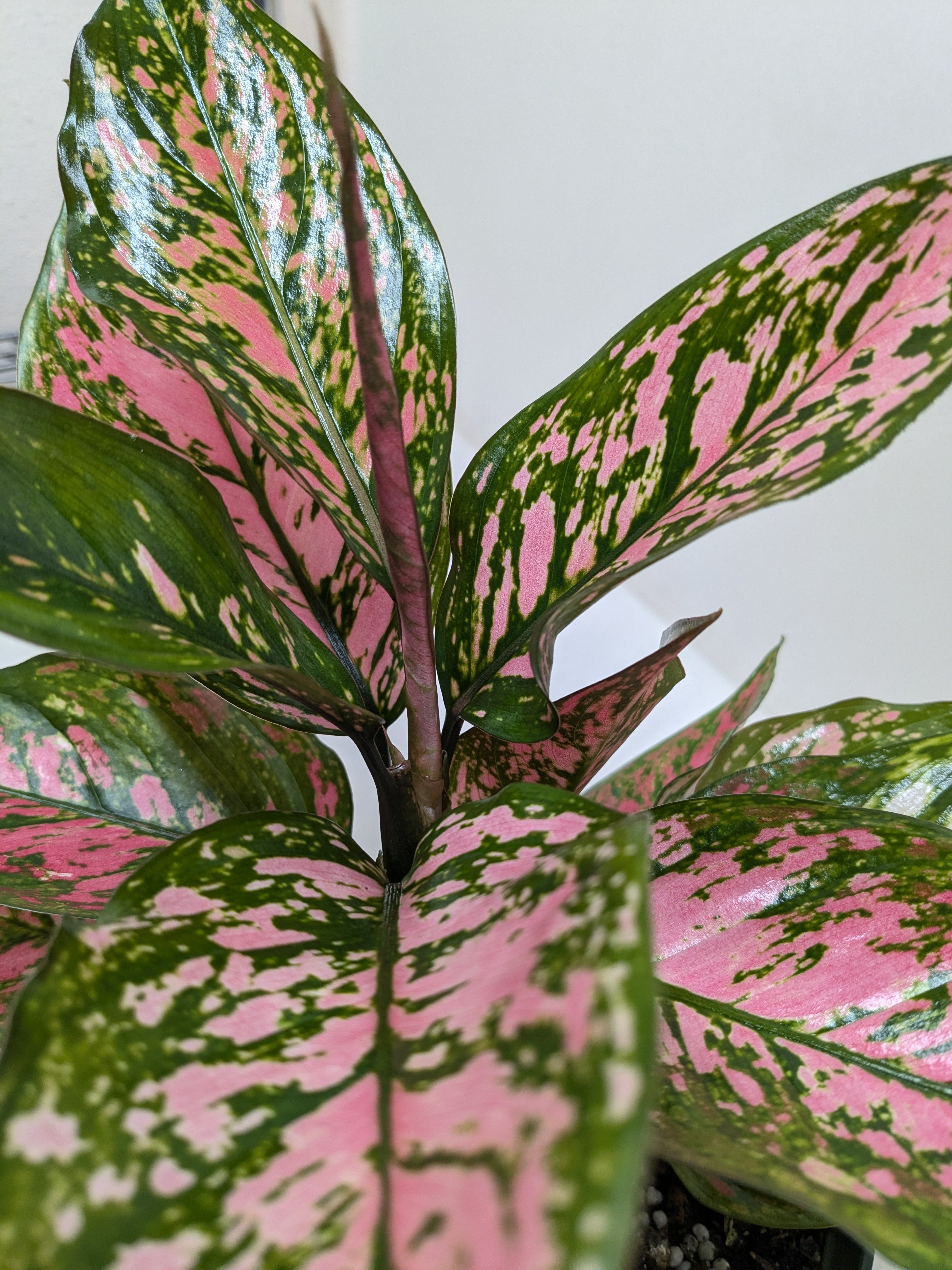 Chinese Evergreen 'Wishes'