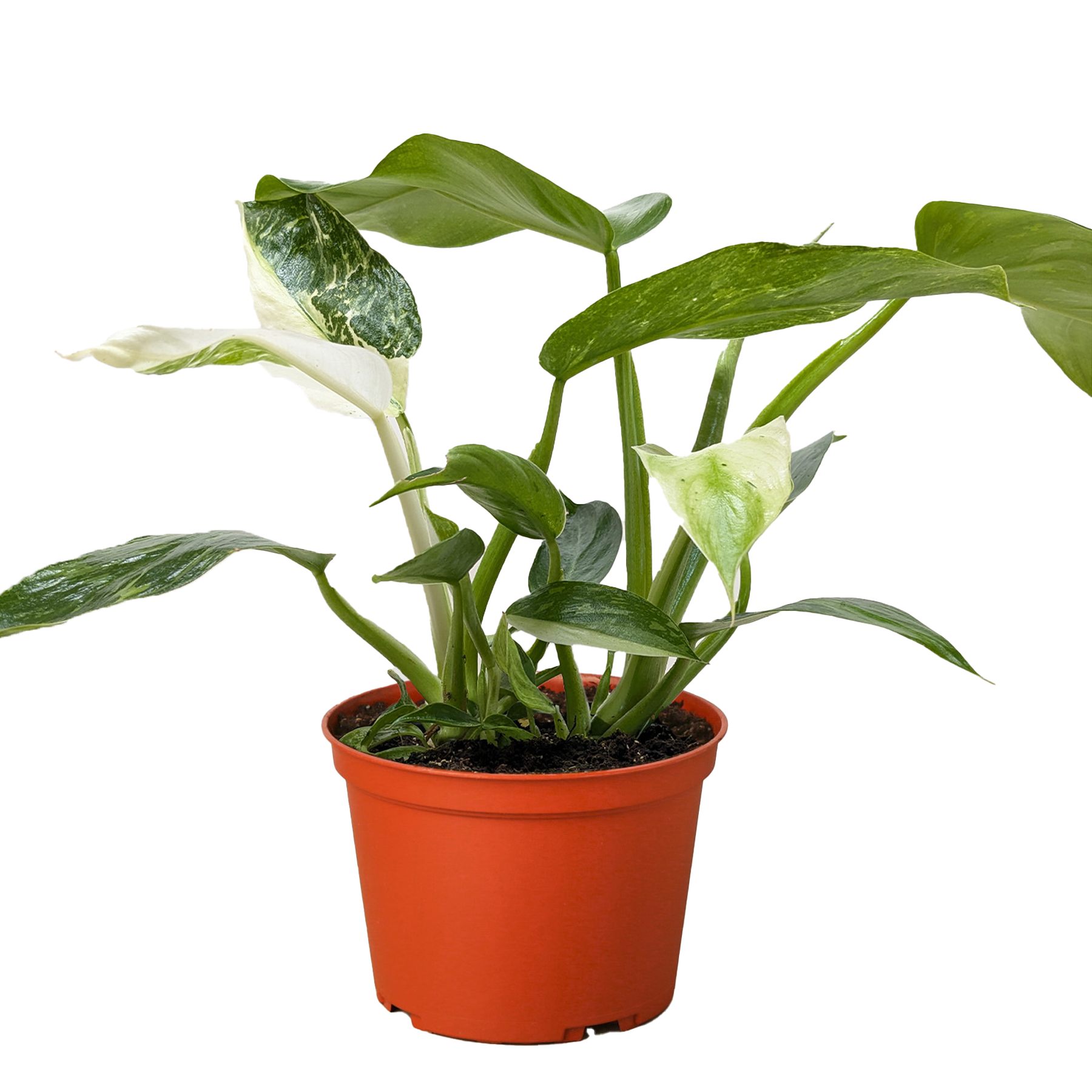 Philodendron Jose Bueno