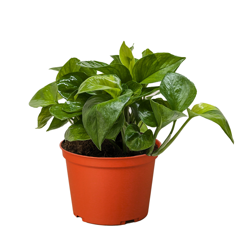 Pothos 'Lemon Top'