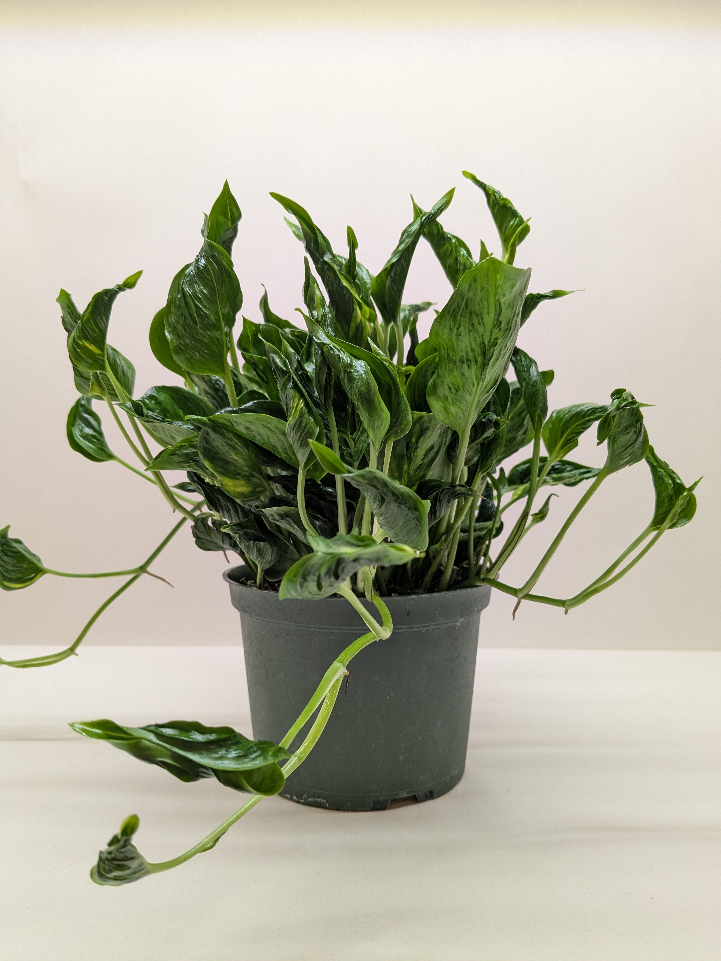 Pothos 'Shangri La'
