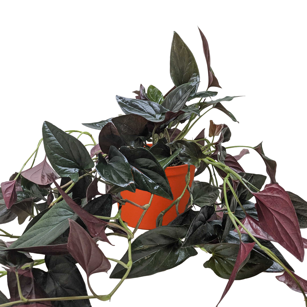 Syngonium 'Red Arrow'