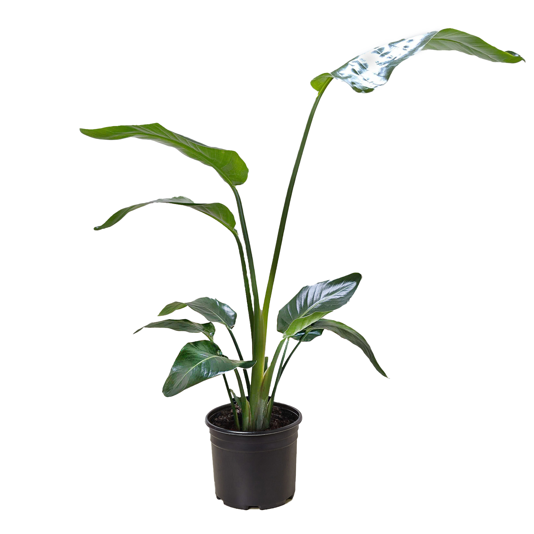 White Bird of Paradise 'Strelitzia Nicolai'