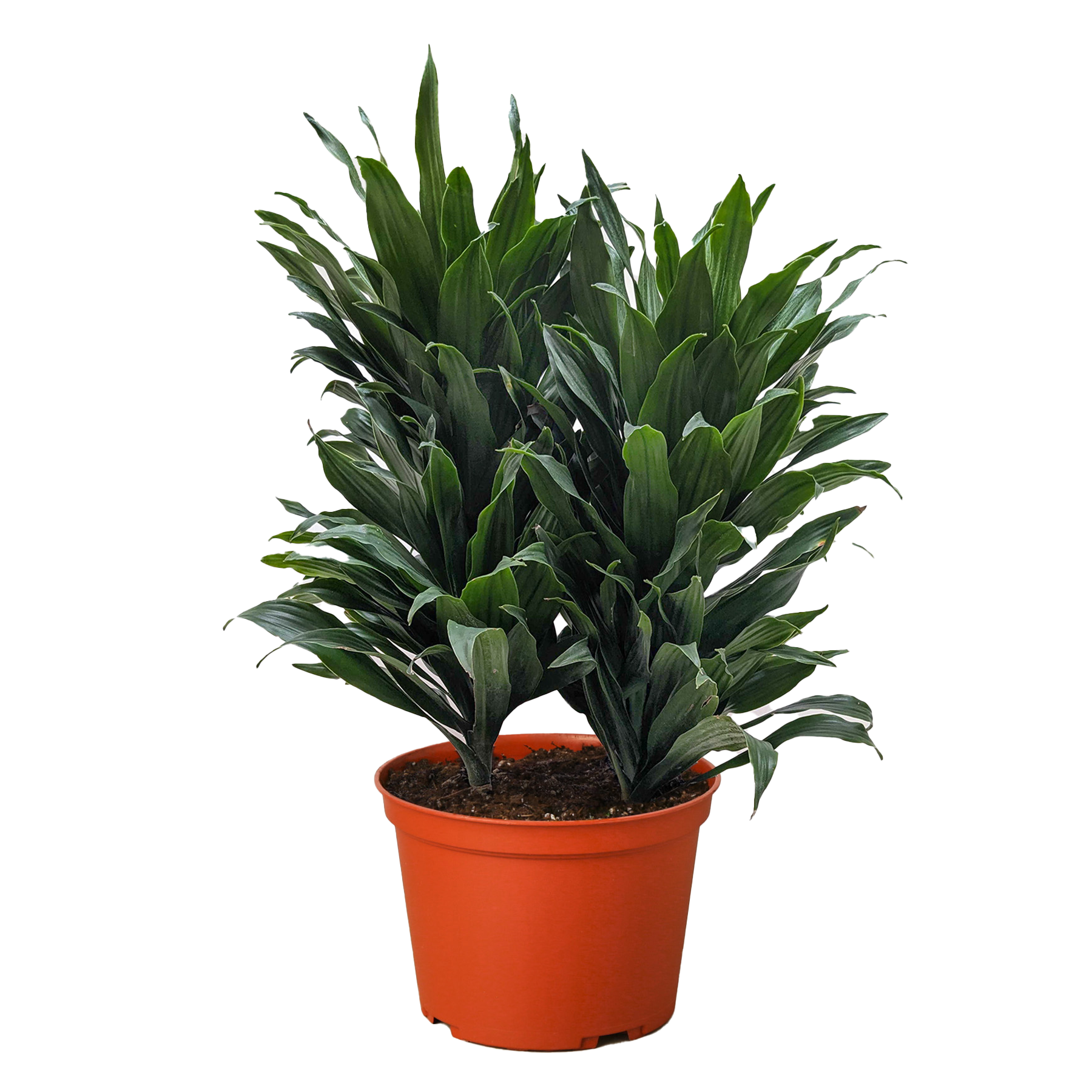 Dracaena 'Janet Craig'
