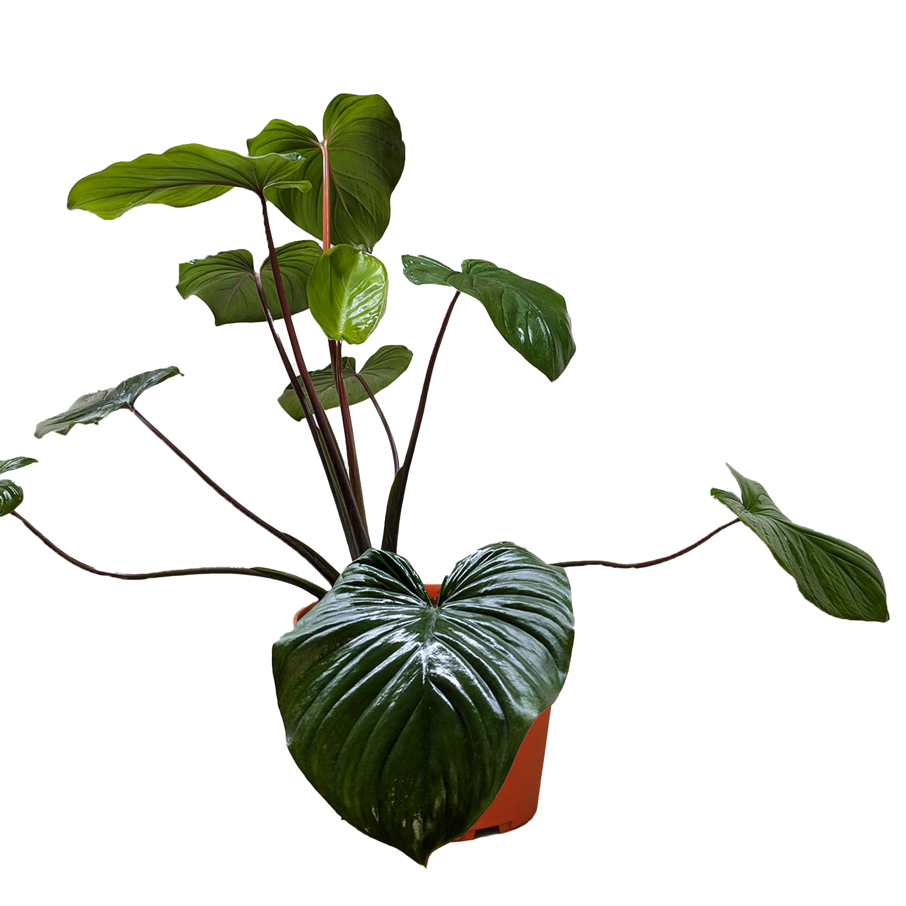 Homalomena 'Emerald Gem'