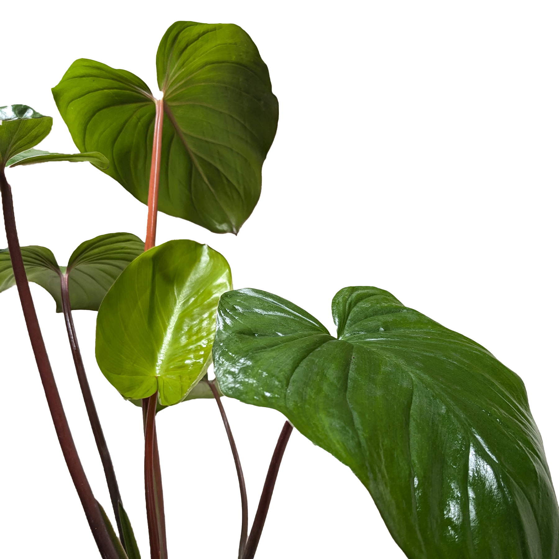 Homalomena 'Emerald Gem'
