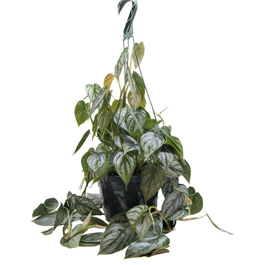 Philodendron 'Brandi'