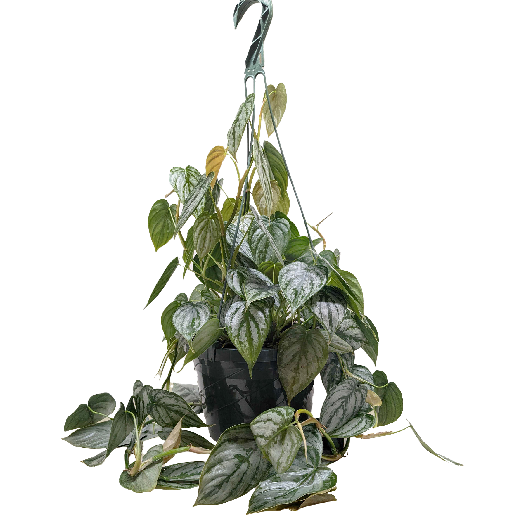 Philodendron 'Brandi'