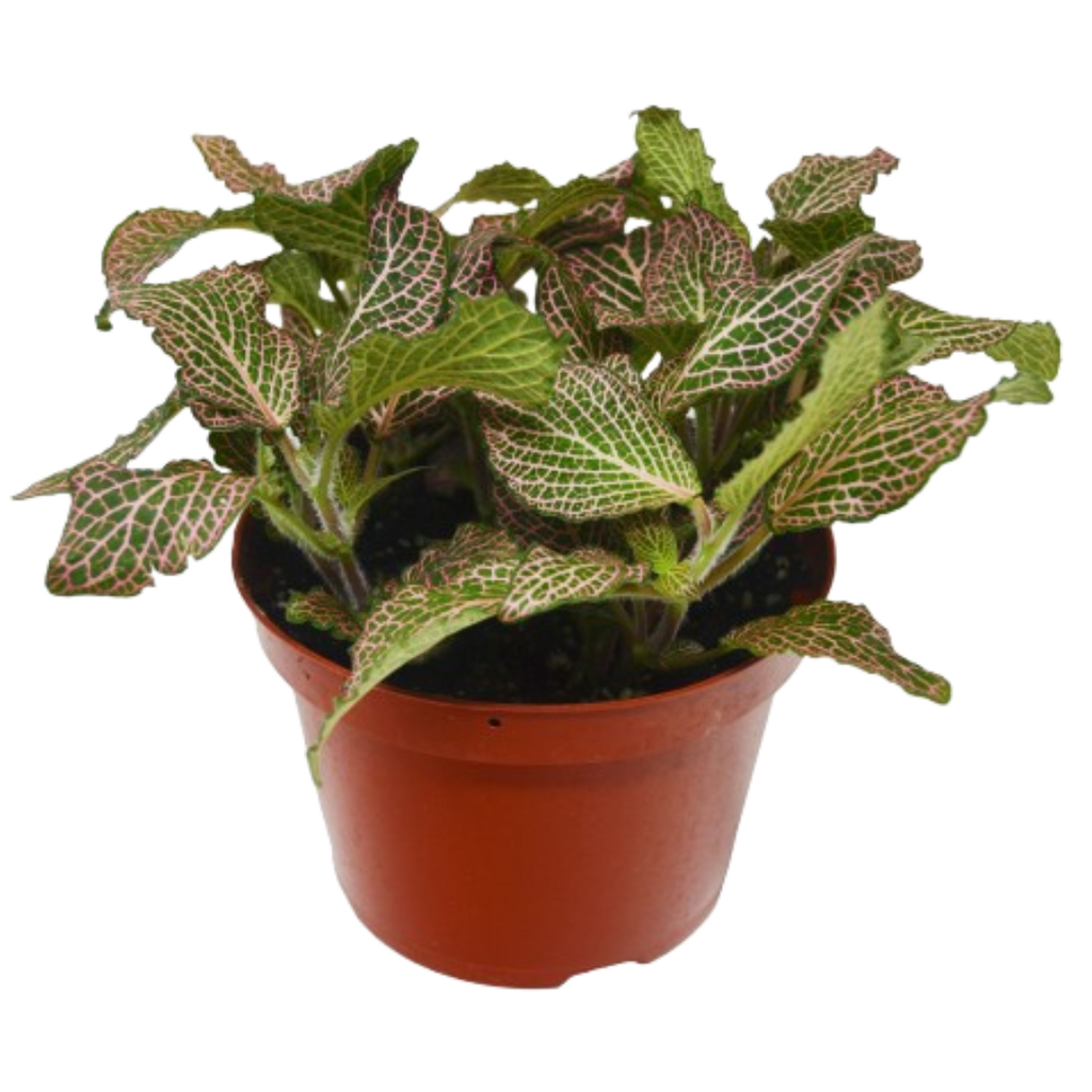 Fittonia 'Pink'